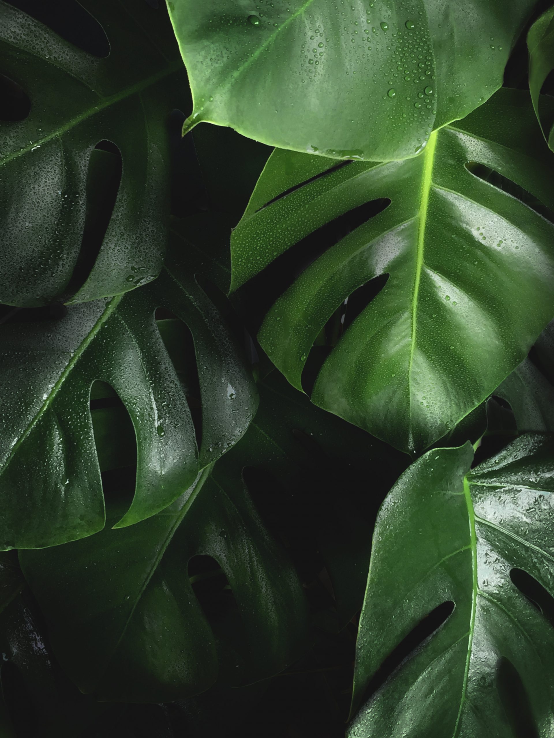 How to Fertilize Houseplants