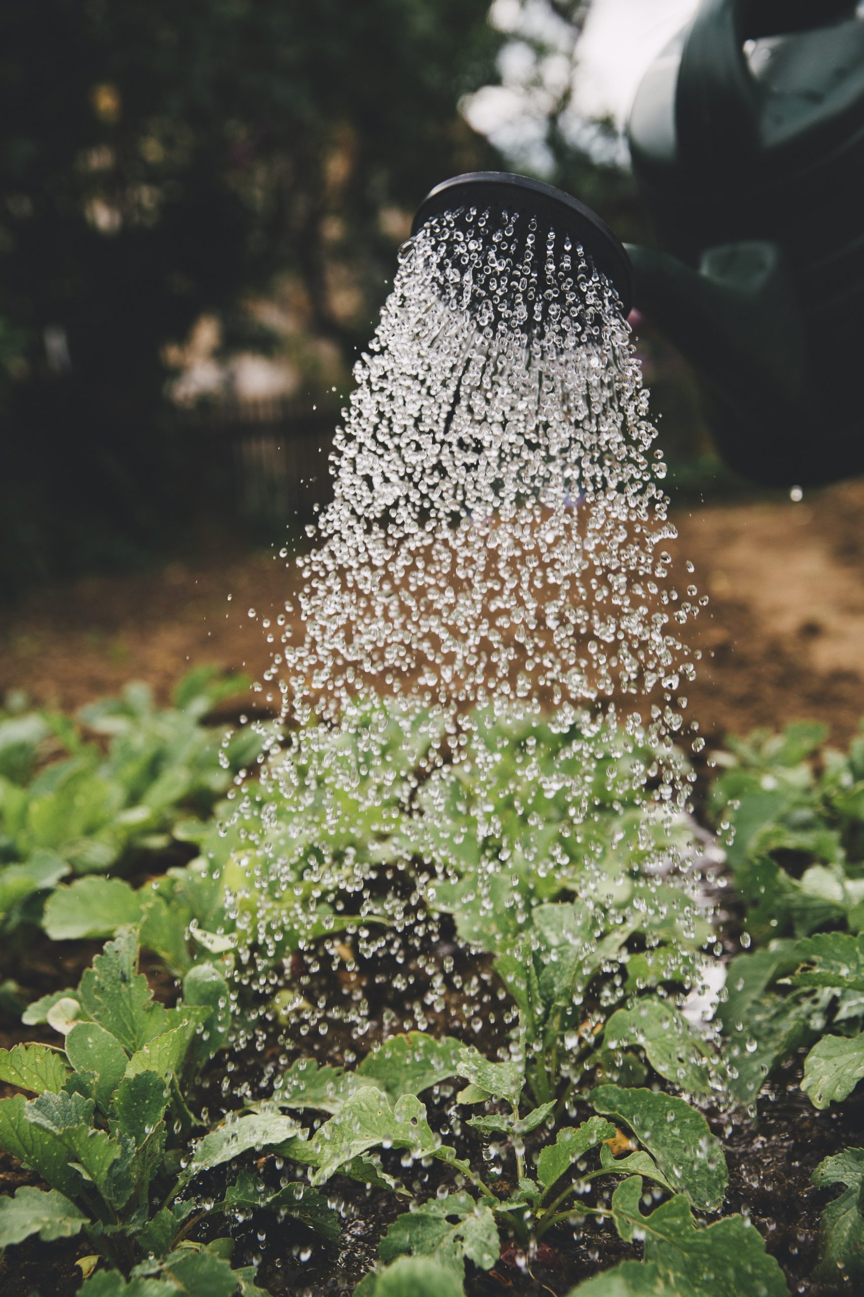 How to Water Houseplants