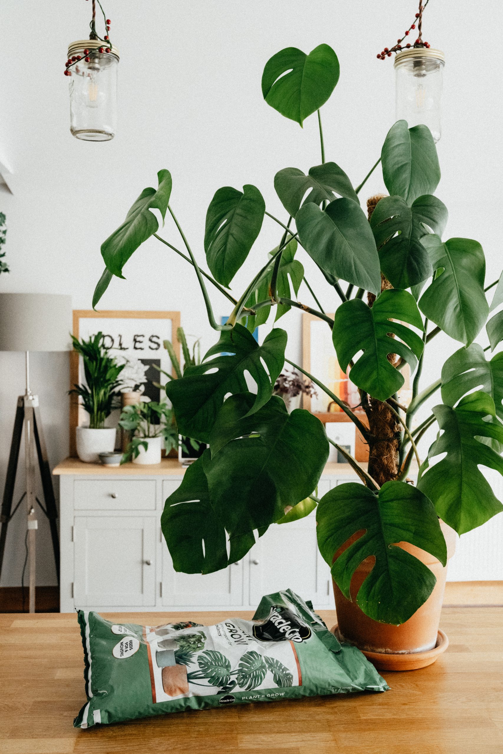 How to Repot Houseplants