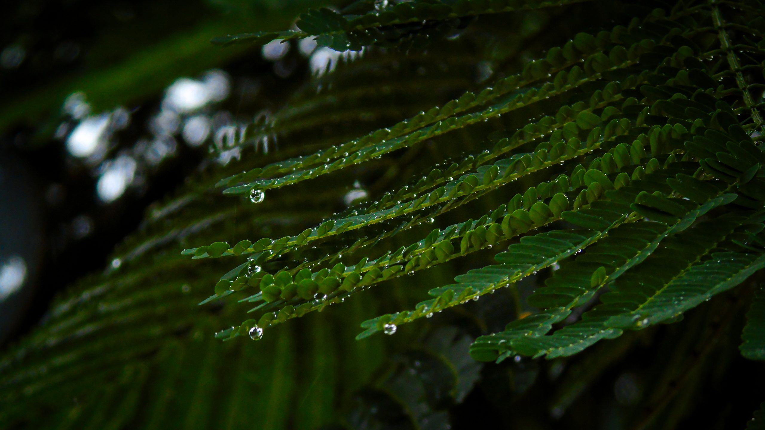 How to Care for Houseplants
