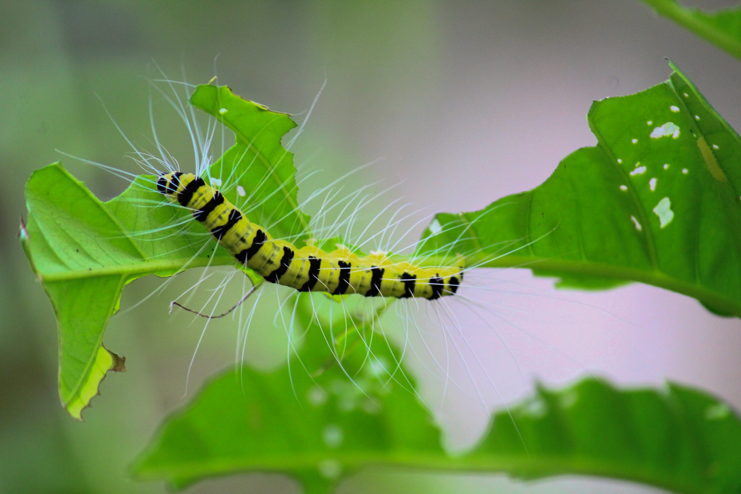 How to Control Pests on Houseplants