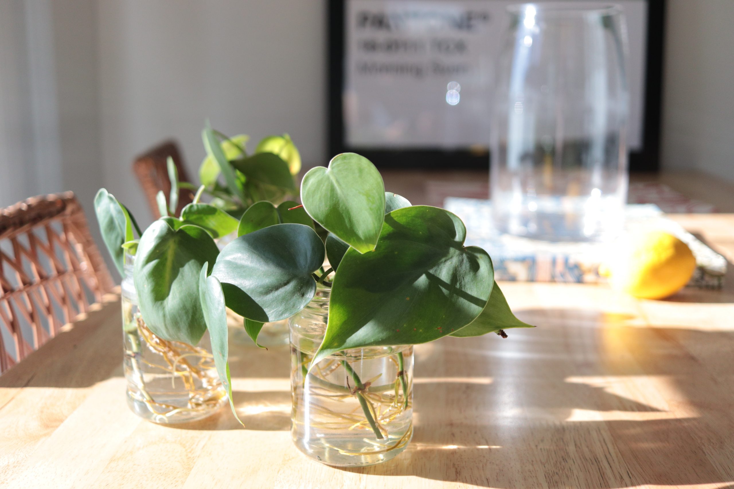How to Propagate Houseplants