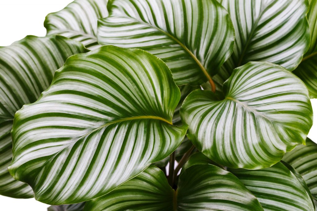 Calathea Orbifoli