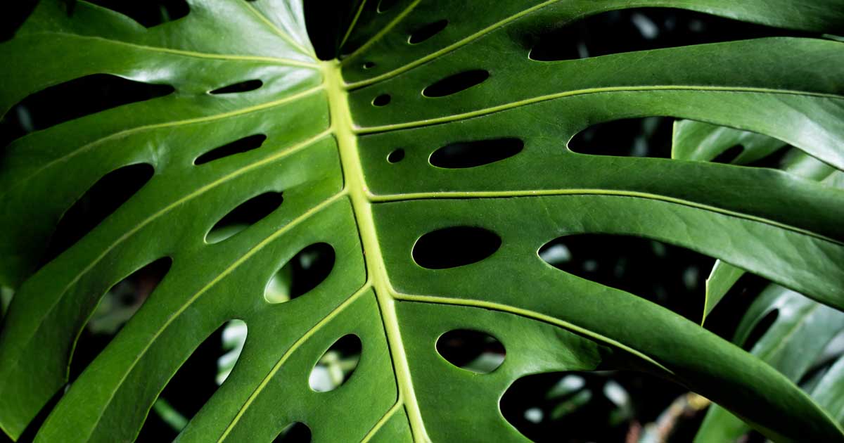 Fenestrations: The Unique Leaf Structures of Some Indoor Plants