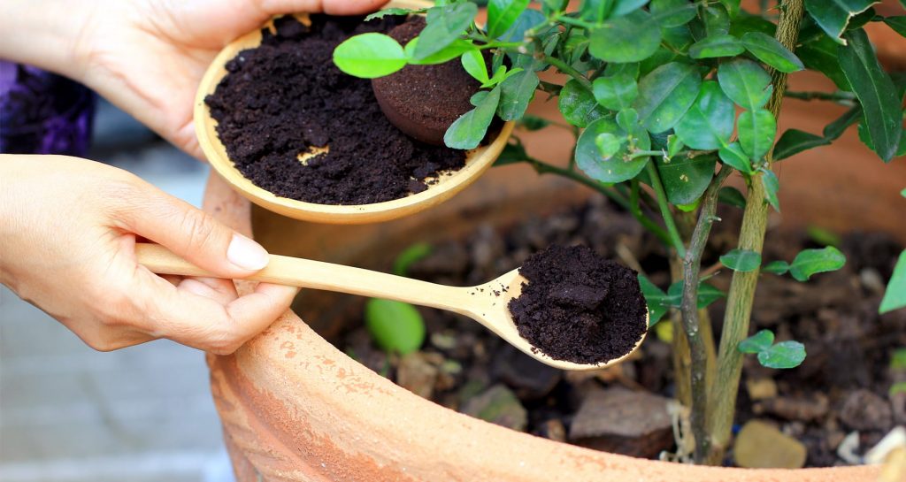 Fertilizing plants with coffee grounds