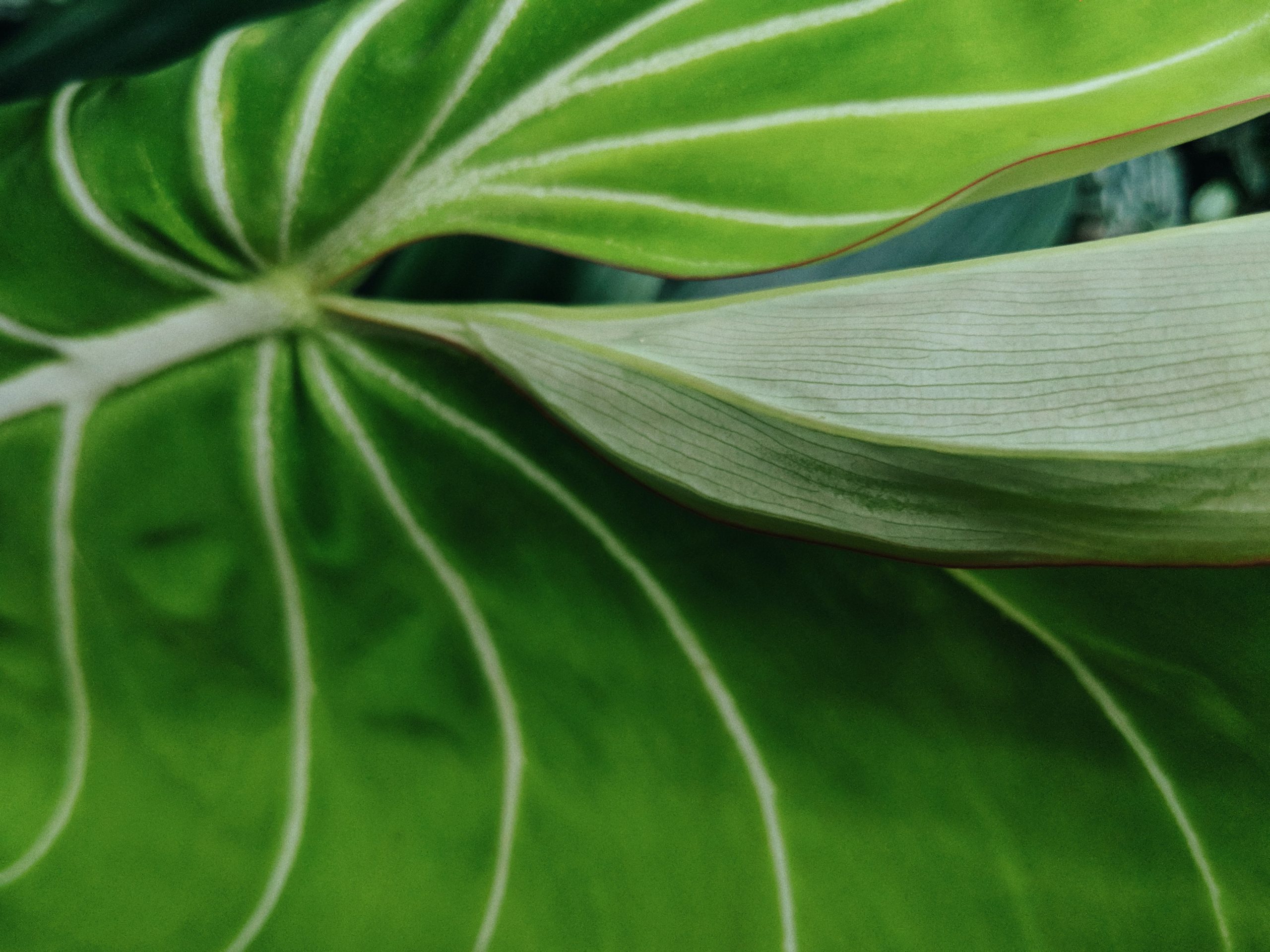 Aroid Houseplants: The Perfect Addition to Your Home