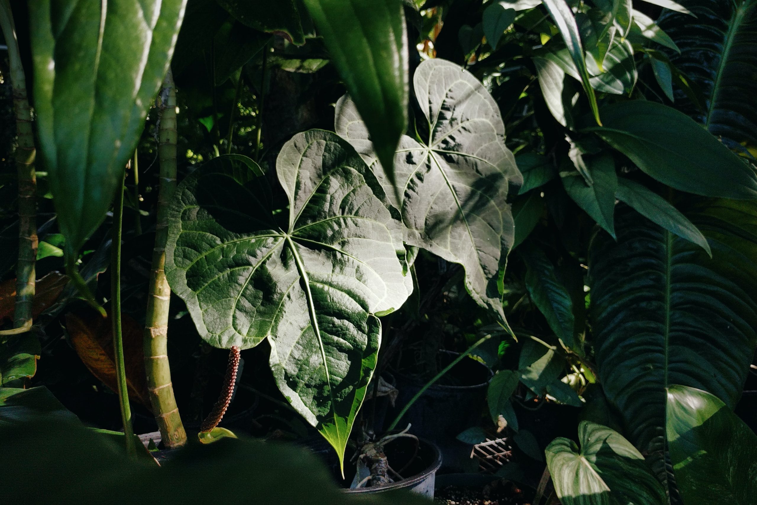 Types of Aroid Houseplants