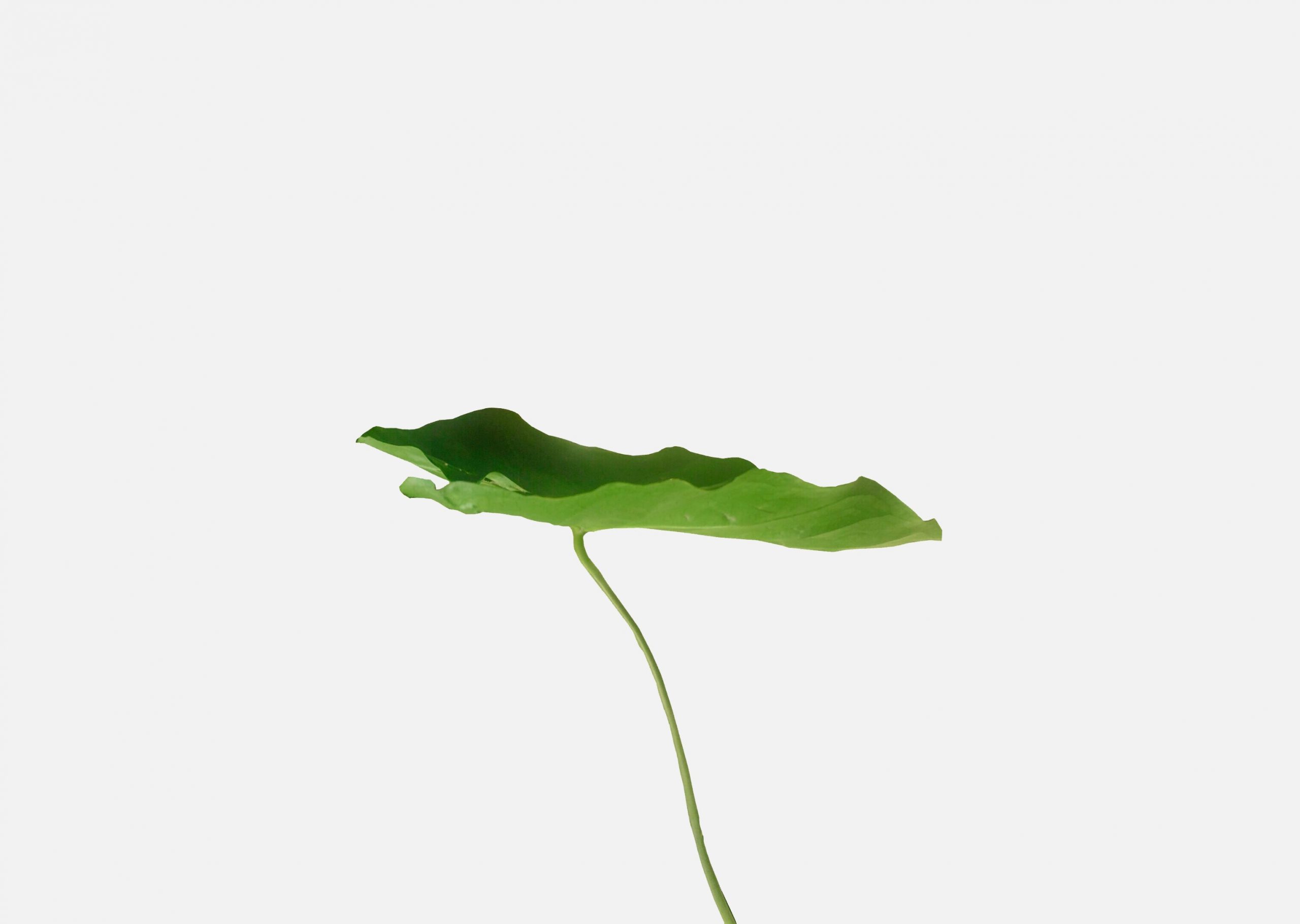 How to Grow Big Elephant Ear
