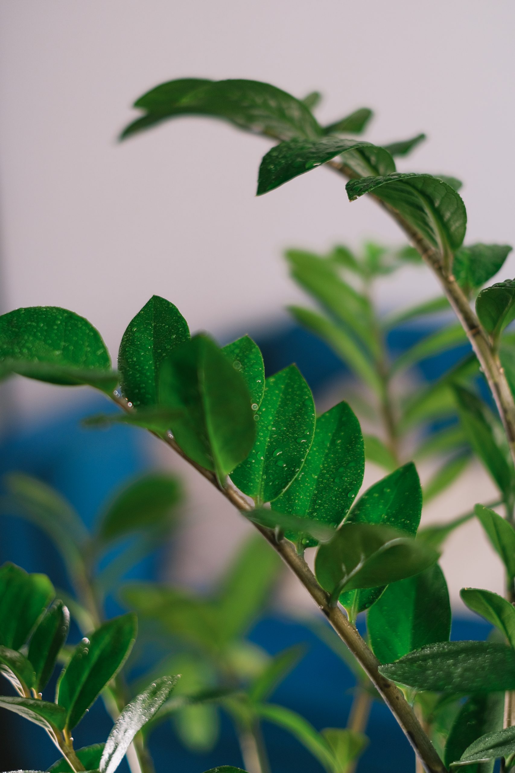 Tips for Overwintering Aroids Indoors