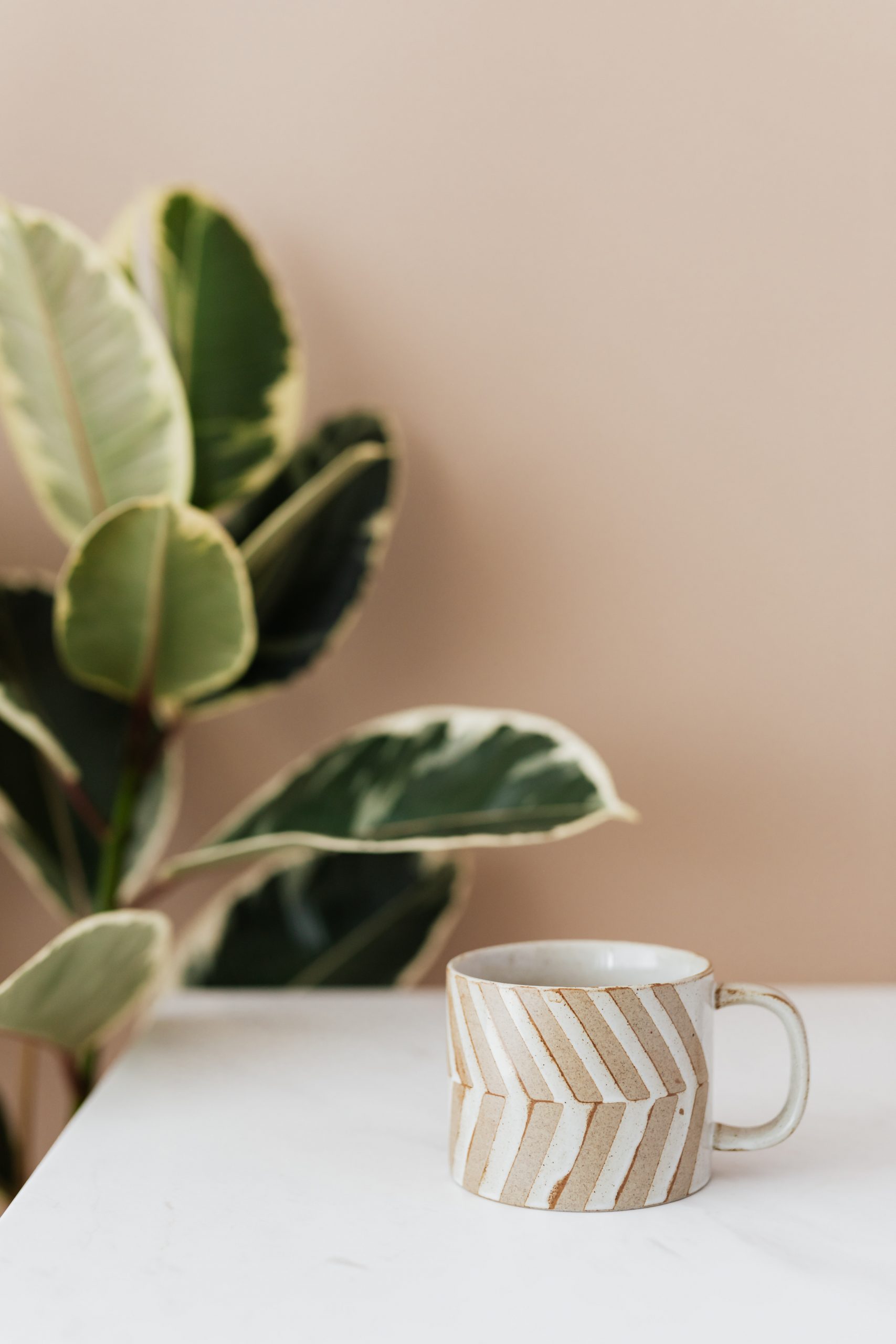 How to Keep Your Fiddle Leaf Fig Thriving – Ficus Lyrata