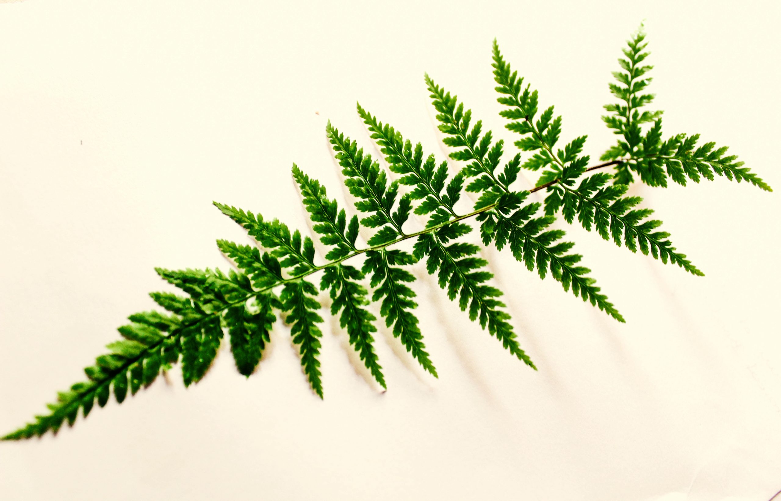 The Best Ways to Care for Ferns in Your Indoor Garden