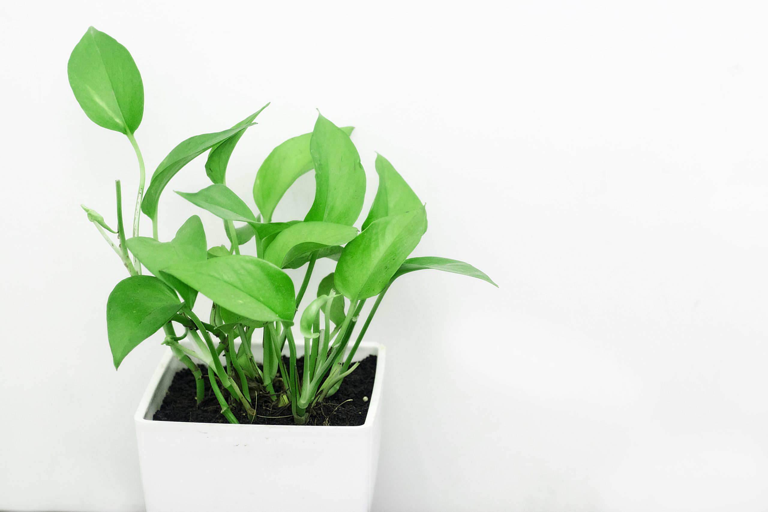 Pothos Care: How to Keep Your Devil’s Ivy Thriving