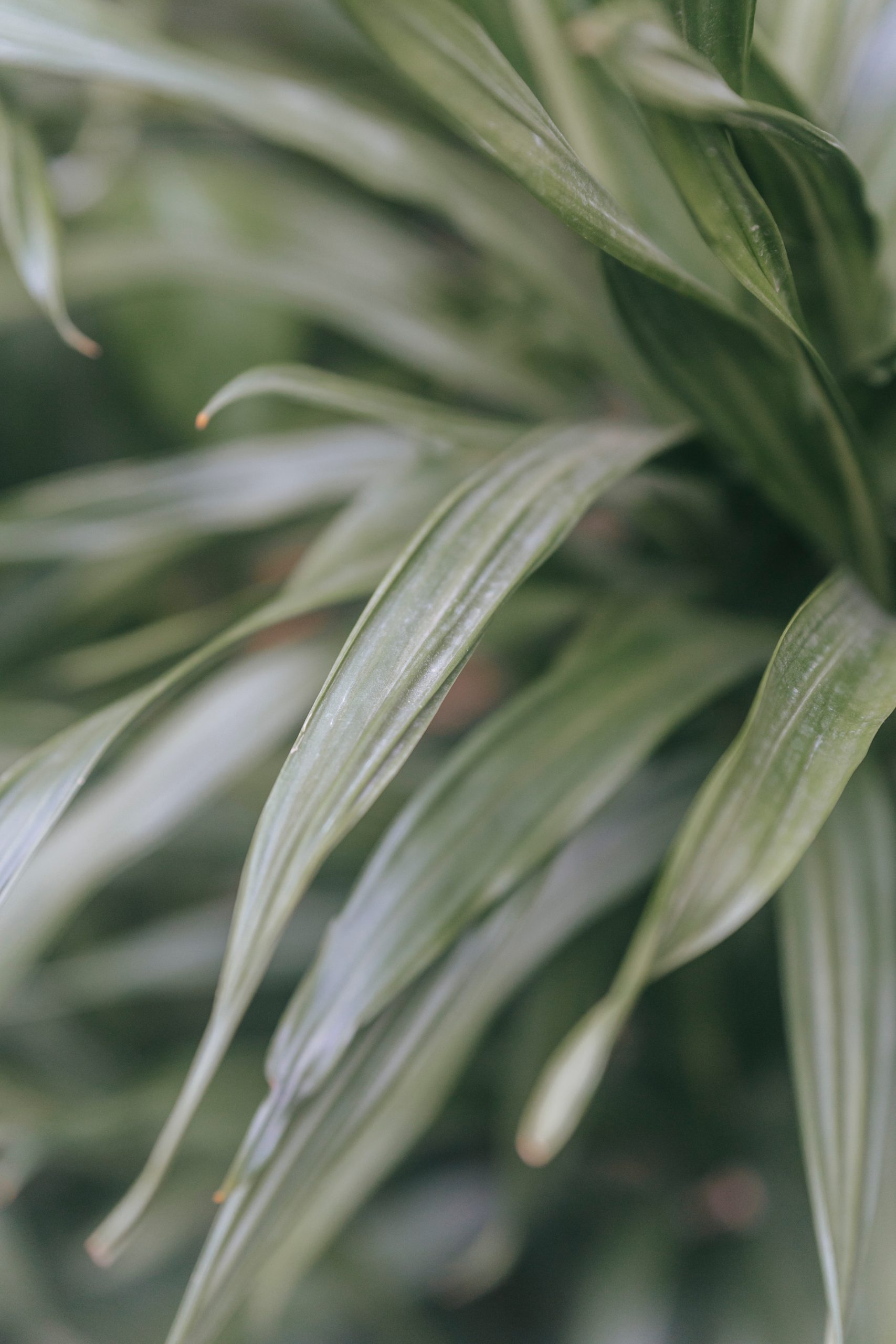 The Ultimate Guide to Caring for Dracena