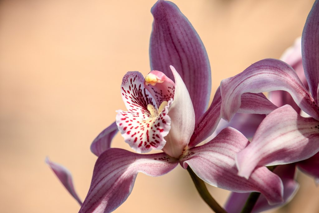 Purple Orchid