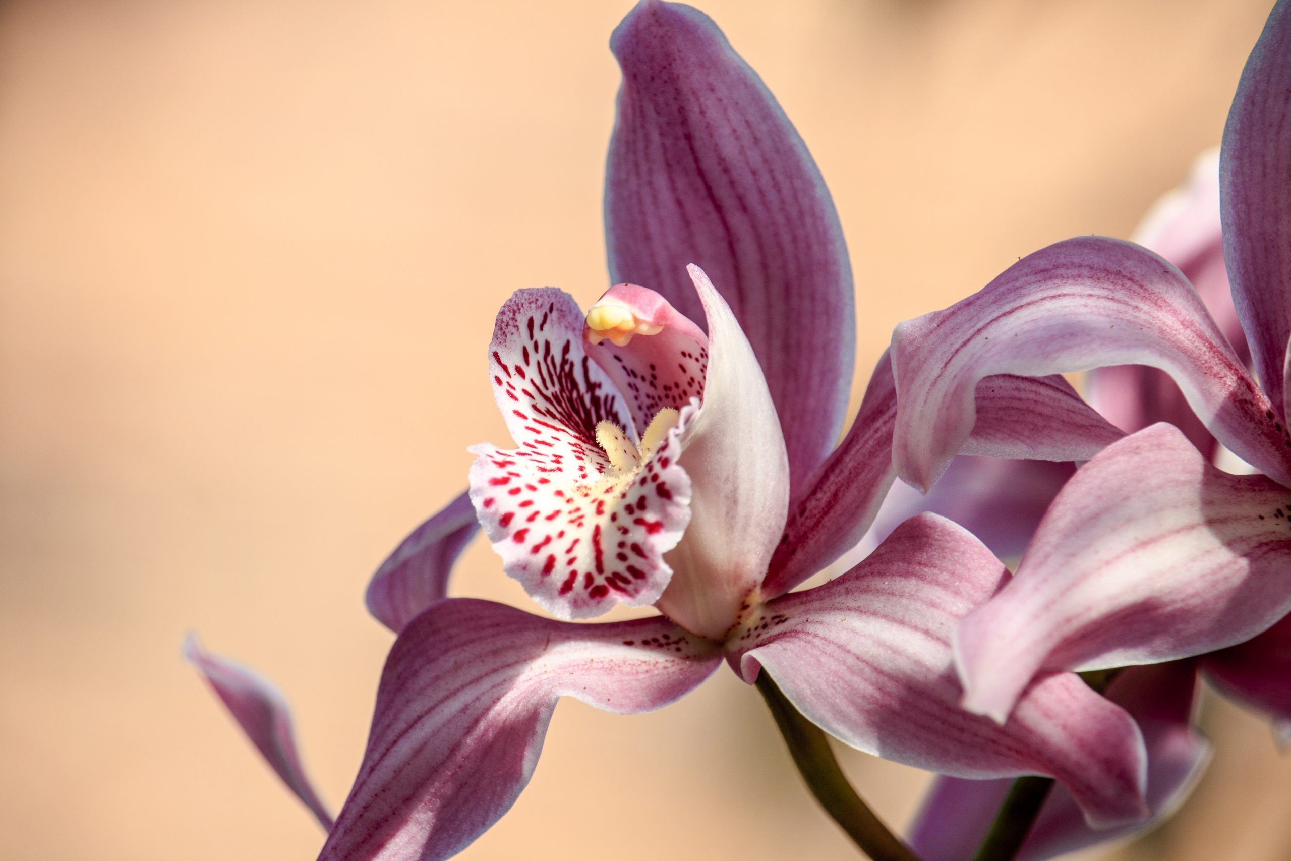The Art of Caring for Orchids in Your Indoor Garden