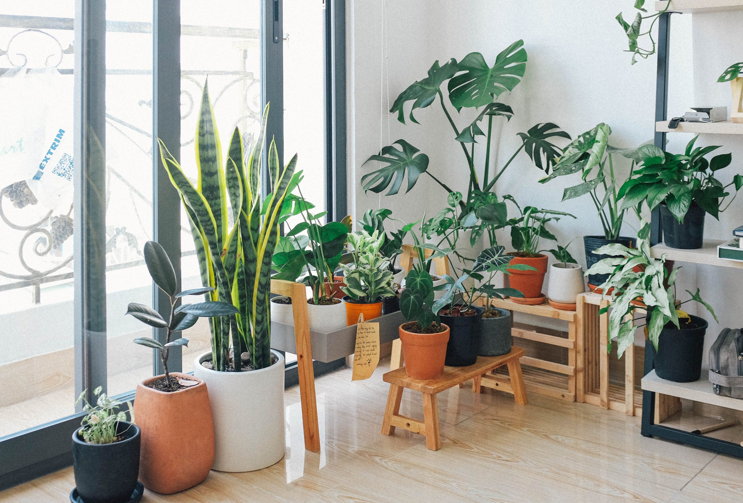 How to Fix Common Fertilization Mistakes in Houseplants