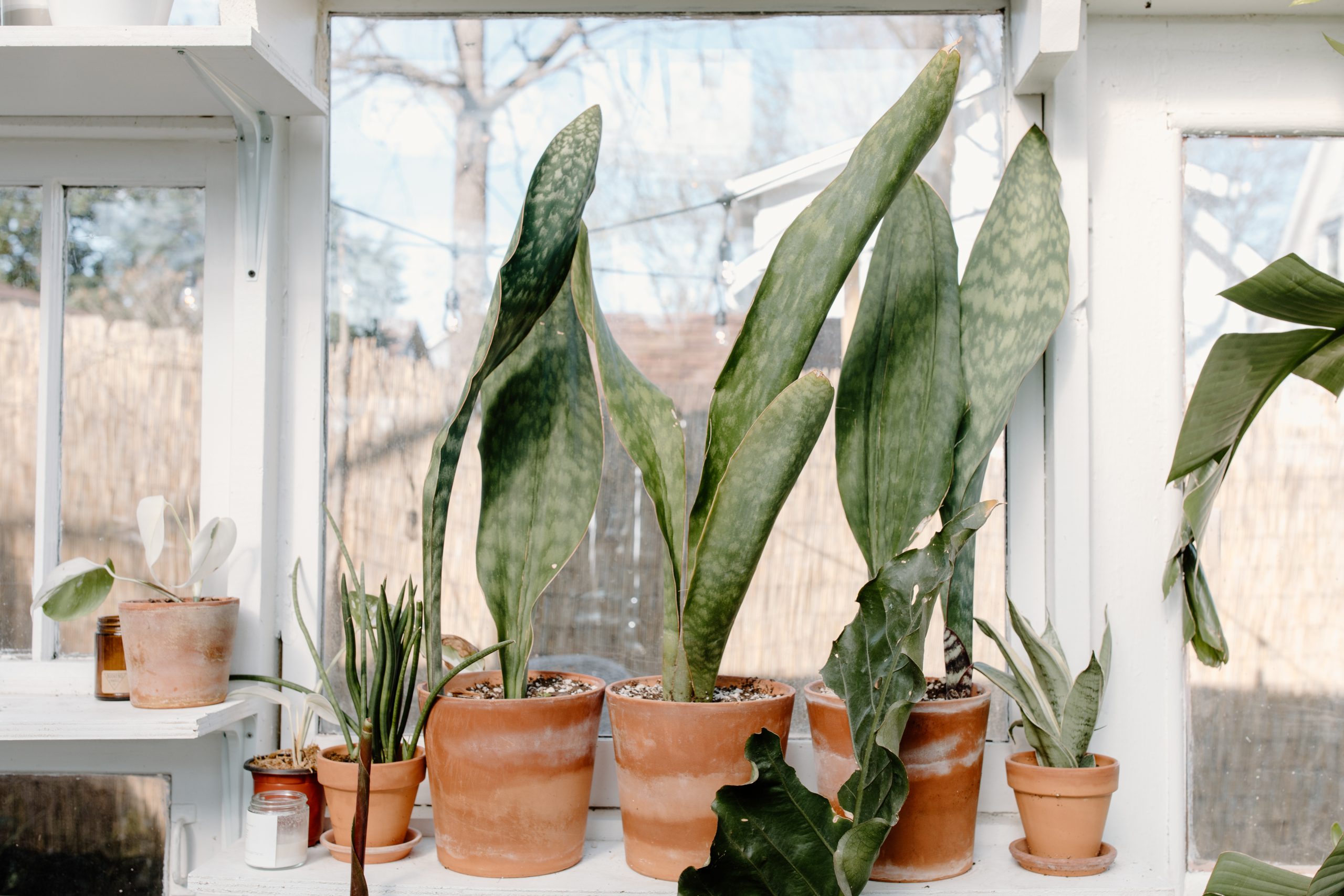 How to Care for Sansevieria: Snake Plant and Mother-in-Law’s Tongue